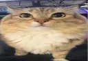 cattus