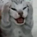 Cat_No Cat_No