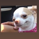 A white and tan chihuahua looking sideways with a smug and judgmental expression.