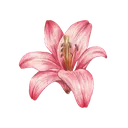 2111pinklilyflower