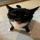 WAAAAA