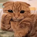 catsittinggayly catsittinggayly