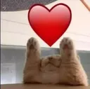 lovely_cat lovely_cat