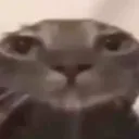 bruhcat