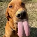 bleh
