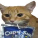CatSip