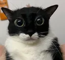 a_kitty