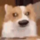 derpdog