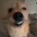 cachorro