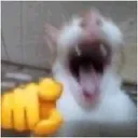 catpointlaugh