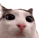 wondercat