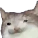 cattooh