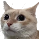 autisticlook