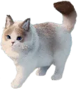 Psycat_Standing