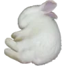 0_8Bunny