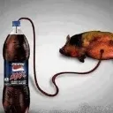 pepsipig