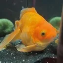 FishSad