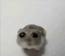 hamster_ojon