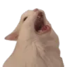 scream