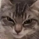 angycat