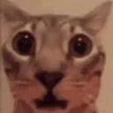 foomilivereaction