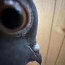 :pigeonsideeye: