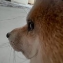 :dogsideeye: