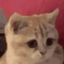 catYes catYes