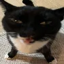 moew4wah