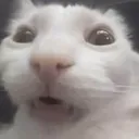 moew5gasp