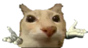gatomaozinhas
