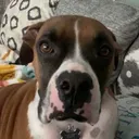 dillon dillon