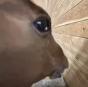 ho