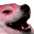 Tabi_Doge_Kek