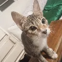 Oreo_the_cat