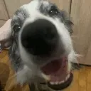 haru_sniffer