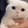 WTF