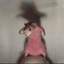 rat Discord emoji