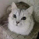 torraloaf