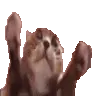 clappi
