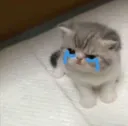 sadcat