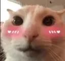 shyCat
