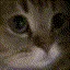 meow meow