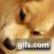 IM Doge angry animated