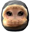 capuchin_idiot