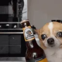 BeerDog