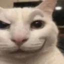 cat3 cat3