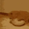 StupidKitty