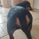 gubblebutt gubblebutt
