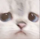 cattosad